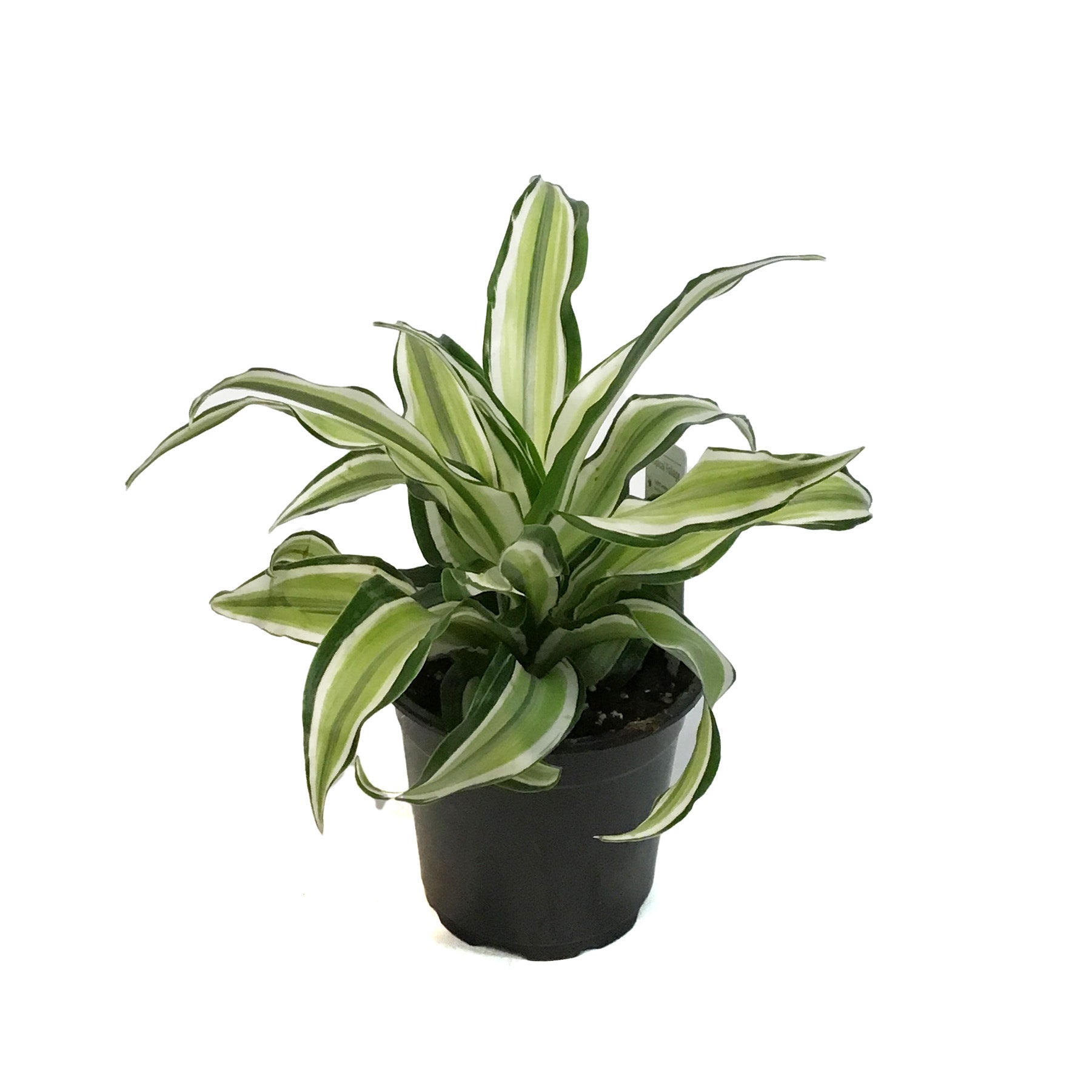dracaena malaika lime Dracaena, 4in, Malaika Lime
