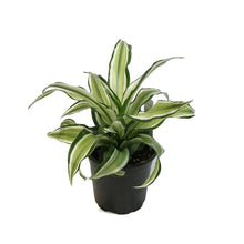 Load image into Gallery viewer, Dracaena, 4in, Malaika Lime