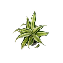 Load image into Gallery viewer, Dracaena, 4in, Malaika Lime
