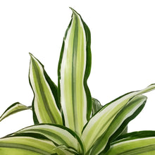 Load image into Gallery viewer, Dracaena, 4in, Malaika Lime