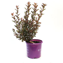 Load image into Gallery viewer, Ninebark, 2 gal, Spicy Devil