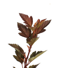 Load image into Gallery viewer, Ninebark, 2 gal, Spicy Devil
