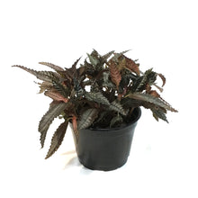 Load image into Gallery viewer, Pilea, 6in, Hitchcockii