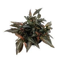 Load image into Gallery viewer, Pilea, 6in, Hitchcockii