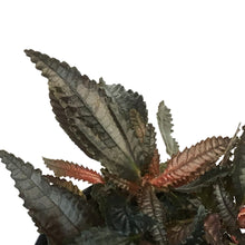 Load image into Gallery viewer, Pilea, 6in, Hitchcockii