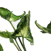 Load image into Gallery viewer, Syngonium, 4in, Godzilla