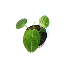 Load image into Gallery viewer, Syngonium, 4in, Frosted Heart