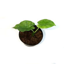 Load image into Gallery viewer, Alocasia, 6in, Odora Aurea Varigated