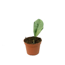Load image into Gallery viewer, Hoya, 2.5in, Silver Moon Carnosa