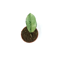Load image into Gallery viewer, Hoya, 2.5in, Silver Moon Carnosa