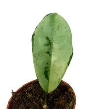 Load image into Gallery viewer, Hoya, 2.5in, Silver Moon Carnosa