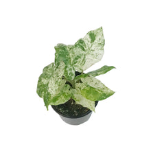 Load image into Gallery viewer, Alocasia, 4in, Macrorrhiza camo varigated