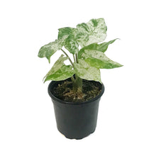 Load image into Gallery viewer, Alocasia, 4in, Macrorrhiza camo varigated