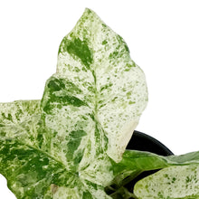 Load image into Gallery viewer, Alocasia, 4in, Macrorrhiza camo varigated