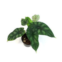 Load image into Gallery viewer, Alocasia, 4in, Sinuata