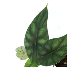 Load image into Gallery viewer, Alocasia, 4in, Sinuata