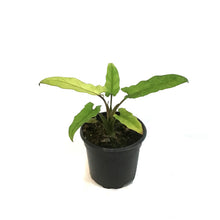 Load image into Gallery viewer, Alocasia, 4in, Lauderbachiana Varigated