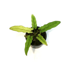Load image into Gallery viewer, Alocasia, 4in, Lauderbachiana Varigated