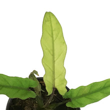Load image into Gallery viewer, Alocasia, 4in, Lauderbachiana Varigated