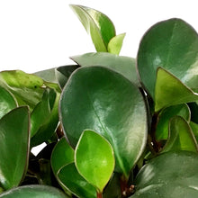 Load image into Gallery viewer, Peperomia, 6in, Clusiifolia Red Margin