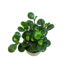 Load image into Gallery viewer, Peperomia, 6in, Green
