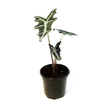 Load image into Gallery viewer, Alocasia, 4in, Sanderiana Nobilis