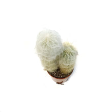 Load image into Gallery viewer, Cactus, 2.5cm, Old Man of the Mountain