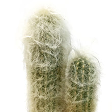 Load image into Gallery viewer, Cactus, 2.5cm, Old Man of the Mountain