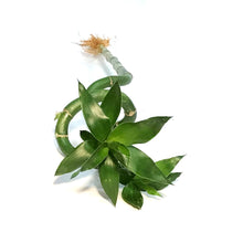 Load image into Gallery viewer, Lucky Bamboo, 60cm, Spiral