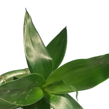Load image into Gallery viewer, Lucky Bamboo, 60cm, Spiral
