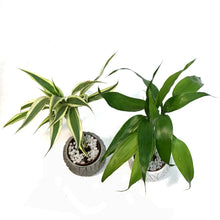 Load image into Gallery viewer, Lucky Bamboo, 3in, Mini Twist, Natural Pot