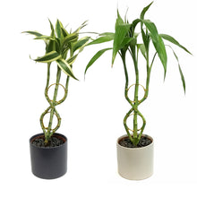Load image into Gallery viewer, Lucky Bamboo, 5in, Gold Hoop, Ceramic Pot