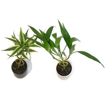 Load image into Gallery viewer, Lucky Bamboo, 5in, Gold Hoop, Ceramic Pot