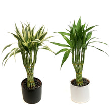 Load image into Gallery viewer, Lucky Bamboo, 5in, Torch, Matte Ceramic Pot