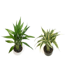 Load image into Gallery viewer, Lucky Bamboo, 5in, Torch, Matte Ceramic Pot