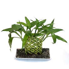 Load image into Gallery viewer, Rectangle Trellis Bamboo in Ceramic Pot