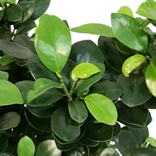 Load image into Gallery viewer, Bonsai, 8in, Ficus Ginseng