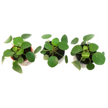 Load image into Gallery viewer, Pilea, 4in, Ceramic, Patterned Glazed