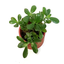Load image into Gallery viewer, Jade 4in in Red Jewel Pot