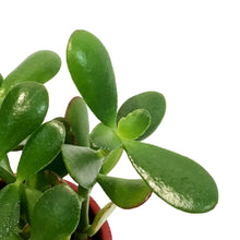 Load image into Gallery viewer, Jade 4in in Red Jewel Pot