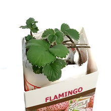 Load image into Gallery viewer, Strawberry- Flamingo