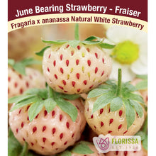 Load image into Gallery viewer, Strawberry- Natural White