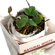 Load image into Gallery viewer, Strawberry- Natural White