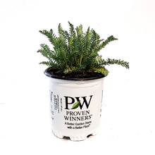 Load image into Gallery viewer, Achillea,1gal, Firefly Red Pop