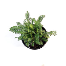 Load image into Gallery viewer, Achillea,1gal, Firefly Red Pop