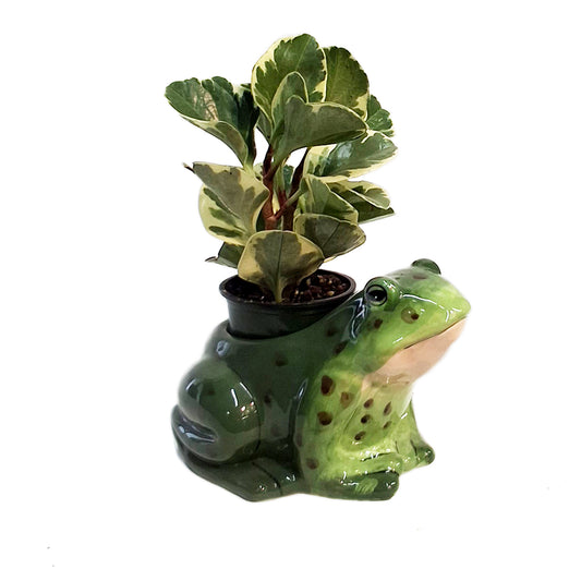Planter, 8in Frog