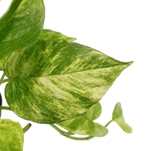 Load image into Gallery viewer, Pothos, 6in, Neon Queen