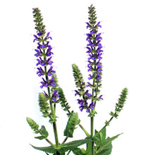 Load image into Gallery viewer, Salvia, 1 gal, Violet Profusion