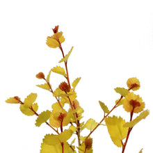 Load image into Gallery viewer, Birch, 8in, Cesky Gold™ Golden Treasure Dwarf
