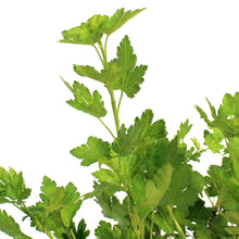 Load image into Gallery viewer, Gooseberry, 1 gal, Jahns Prairie